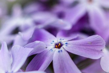Macro photography of beautiful violet flower