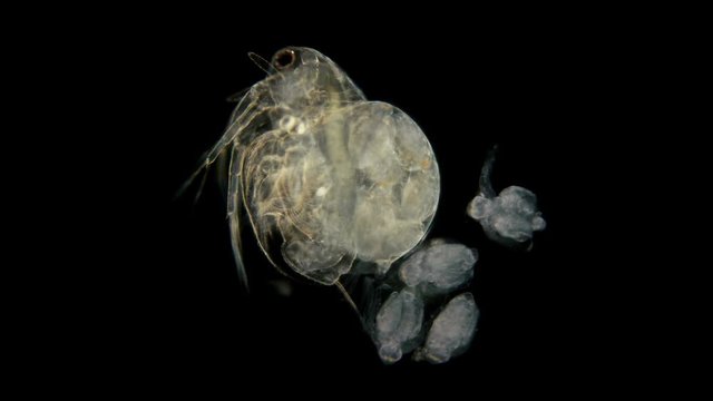 Daphnia Moina under the microscope, is a plankton crustacean, in the video a female with newly born crustaceans, while there are still embryos in the brood chamber 4K