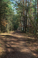 Obraz premium Path in forest, Poland, Europe