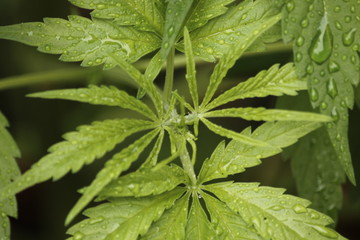 Wet Cannabis in Color