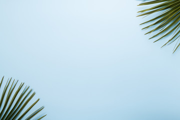 palm leaf on a pastel blue background. minimalilm, top view, summer concept