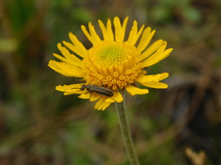 Beetle & flower