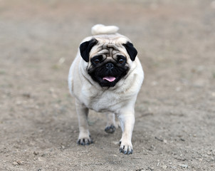 Fototapeta premium perro carlino