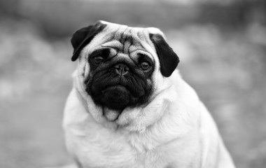 Obraz premium carlino dog