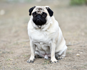 Obraz premium carlino pug dog