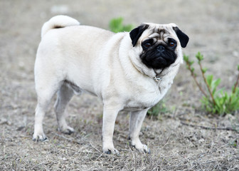 Obraz premium perro carlino