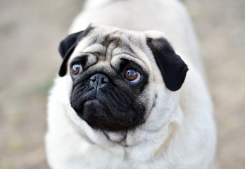 perro pug
