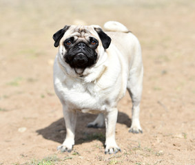 Obraz premium perro carlino