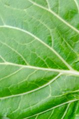 Green Leaf Texture