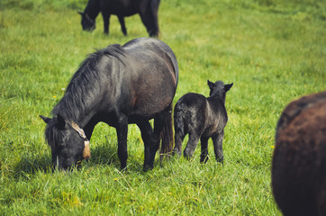  Black horses in a field in the mountain