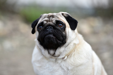 Obraz premium perro carlino