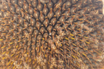 Background Of Sunflower Seeds