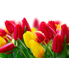 fresh tulips flowers