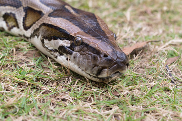 Brown python portrait