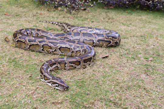 Brown python on dry grass