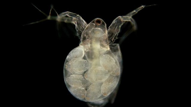 Daphnia Moina under the microscope, is a planktonic crustacean, in the video a female with formed embryos in the brood chamber ready for birth 4K