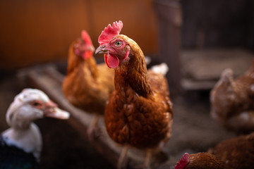 chicken in the hen house