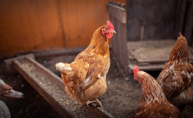 chicken in the hen house