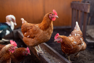 chicken in the hen house