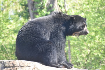 Peruvian Bear on a rocky crag