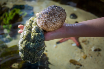 Two Sea Cucumbers hold by womans hand over water