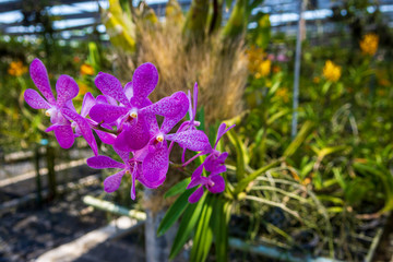 Beautiful Orchidaceae flowers in orchid farm, Phuket, Thailand