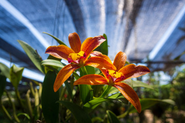 Beautiful Orchidaceae flowers in orchid farm, Phuket, Thailand