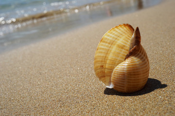 Shell lying on the sand by the sea