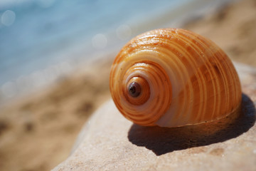 Shell lying on the sand by the sea