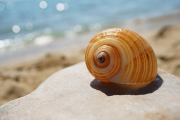 Shell lying on the sand by the sea