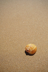 Shell lying on the sand by the sea