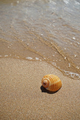 Shell lying on the sand by the sea