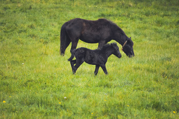 Black horses in a field in the mountain