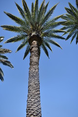 palma, tropical coco, palmera, vacaciones, verano