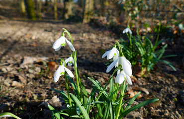 Zierliche, kleine Schneeglöckchen wachsen auf dem Waldboden, im Winter