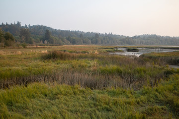 grass and water in a bird santuary