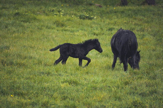  Black horses in a field in the mountain