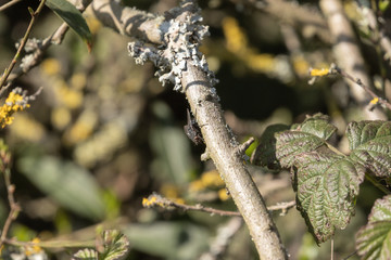 Fly on twig