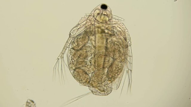 Daphnia Moina under the microscope, is a planktonic crustacean, in the video a female with formed embryos in the brood chamber ready for birth 4K