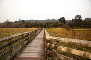 Fototapeta na wymiar footbridge in wetlands in pacific northwest