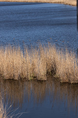 reeds in the lake