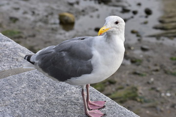 Curious seagull