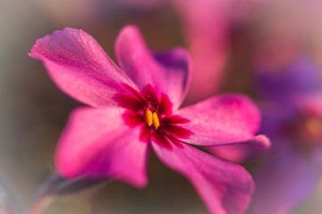 Obraz premium Macro photography of beautiful pink flower