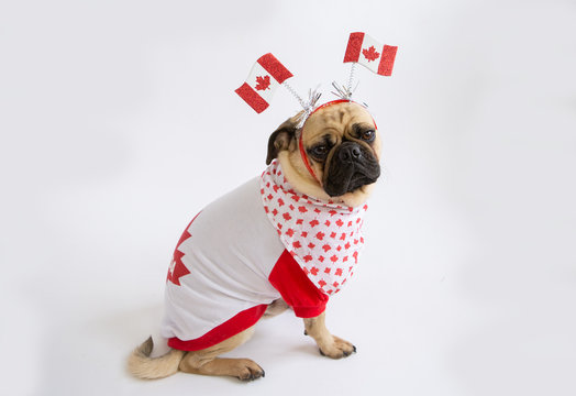 pug england shirt