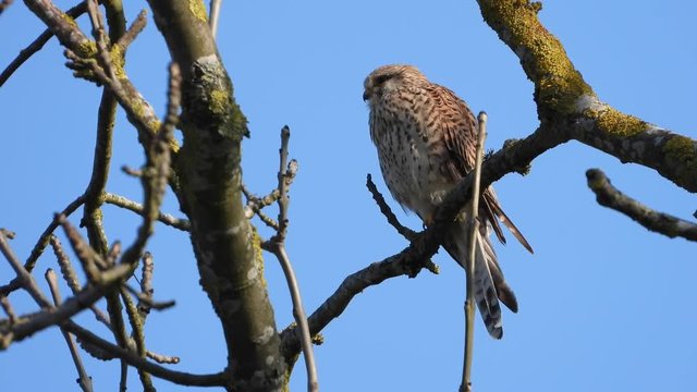 Turmfalke (Falco tinnunculus) 