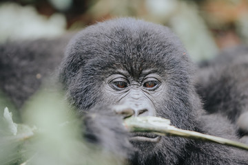 Gorilas in the mountain in virunga