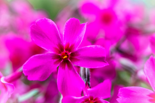 Macro photography of beautiful pink flower