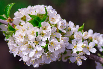 Branches of blossoming apricot macro