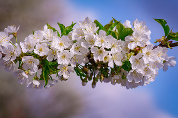 Branches of blossoming apricot macro