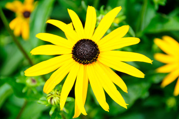 Rudbeckia